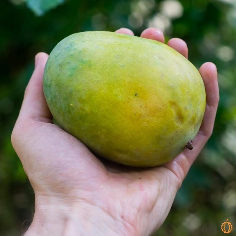 Mango Langra organic