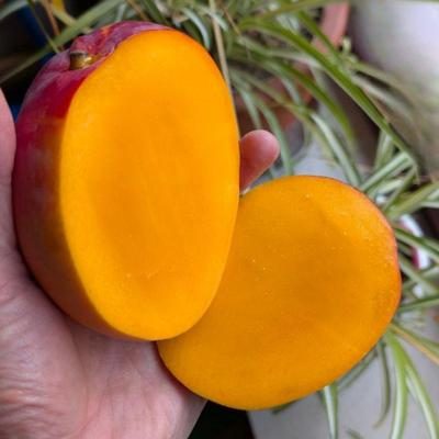 Mango Maya