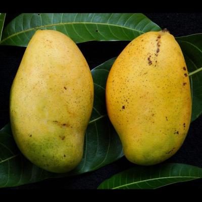 Mango Madam Francis