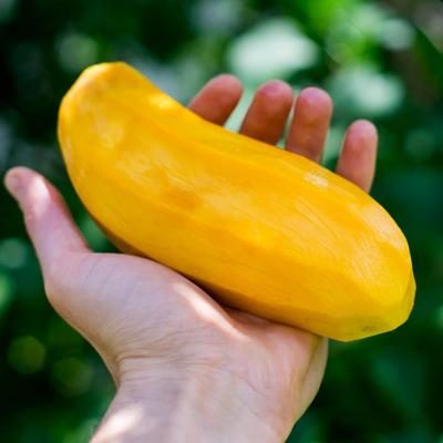 Mango Maha Chanok bio