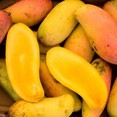 Mango Maha Chanok bio