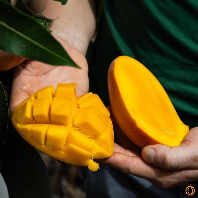 Mango Osteen
