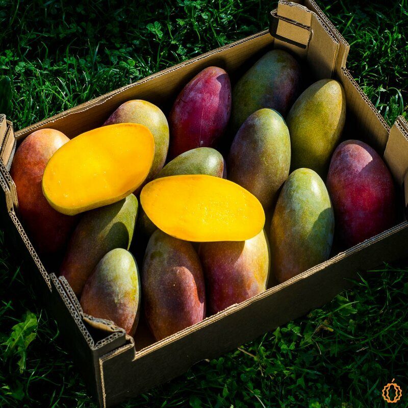 Mango Osteen box organic