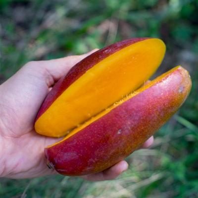 Mango Palmer