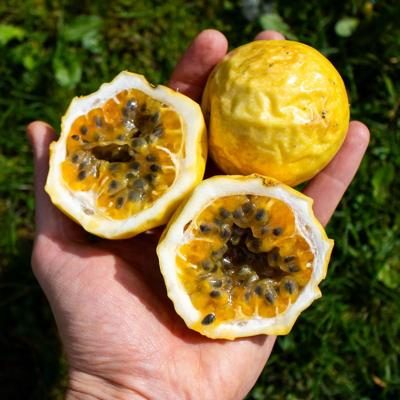 Fruit de la passion jaune (maracuja) sucré