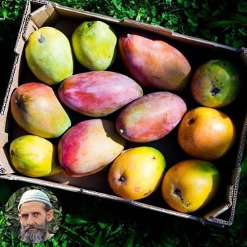 Mangos von Andalusien box