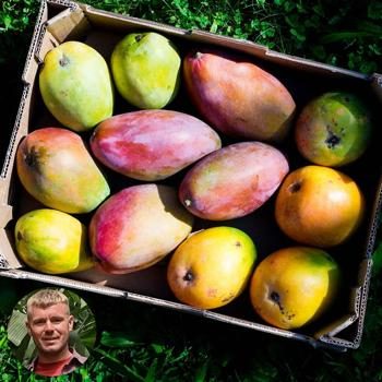 Mangoes of Andalusia box