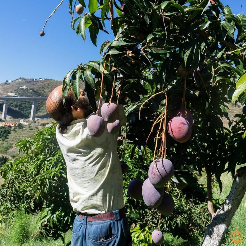 Mangoes of Andalusia organic (varieties according to harvest)