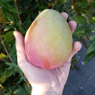 Mangue Tommy Atkins