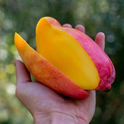 Mangue Valencia Pride