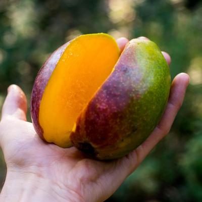 Mango Zill