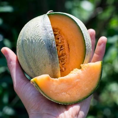 Melone Charentais bio