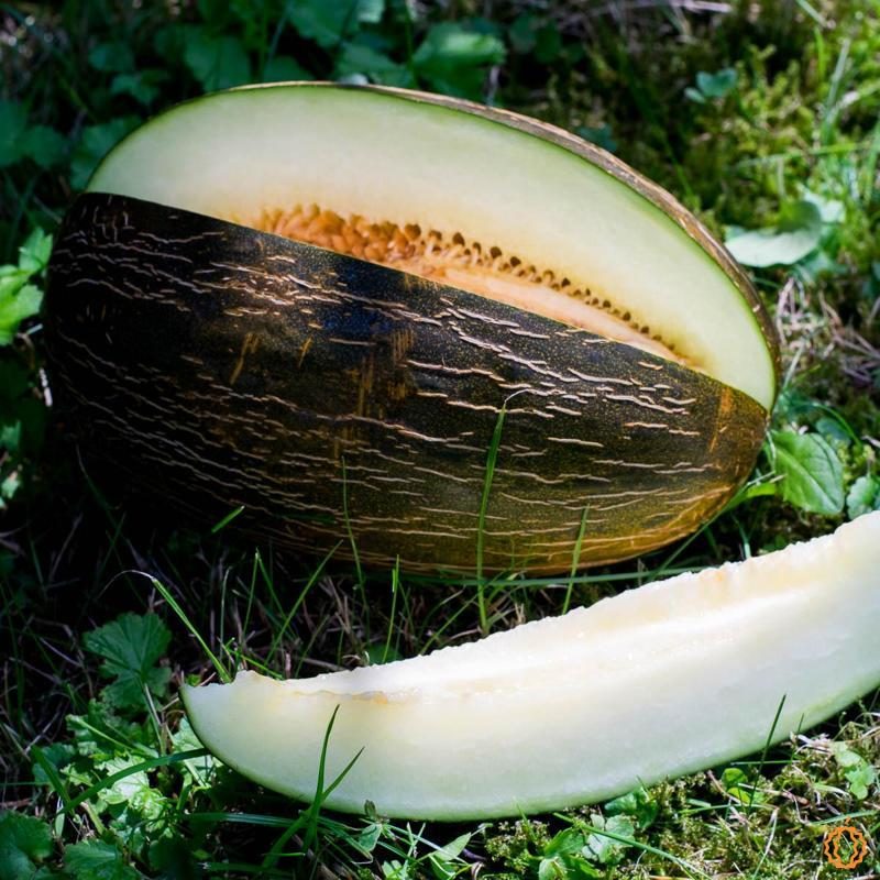 Melon Piel de Sapo bio