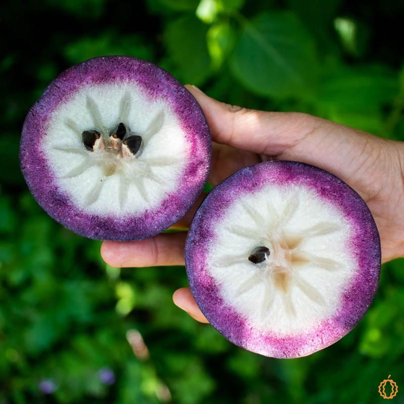 Milk Fruit (Star Apple) purple