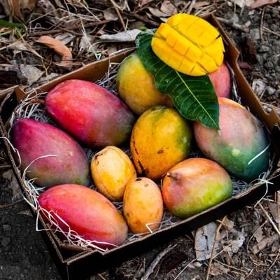 Mango mixed varieties box 4,5kg