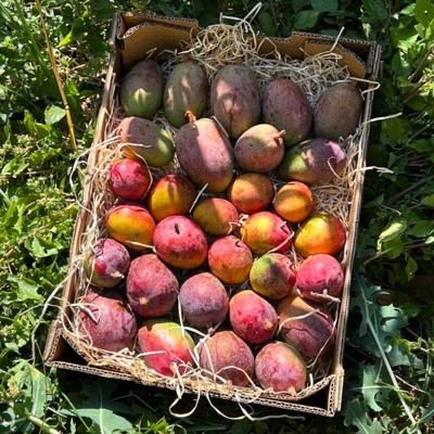 Mangue mini mix variétés box 2kg