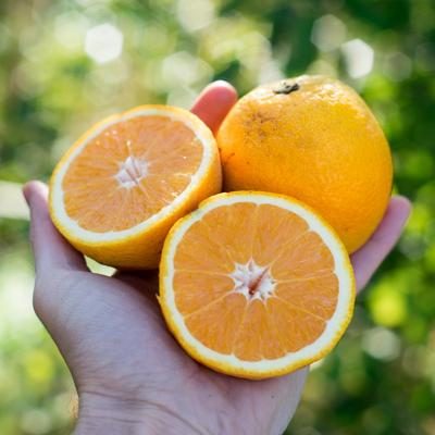 Orange Lanelate organic