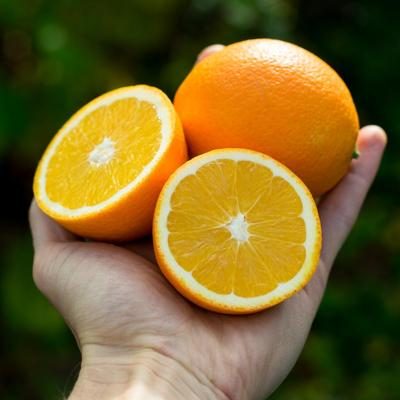 Orange Navelina organic