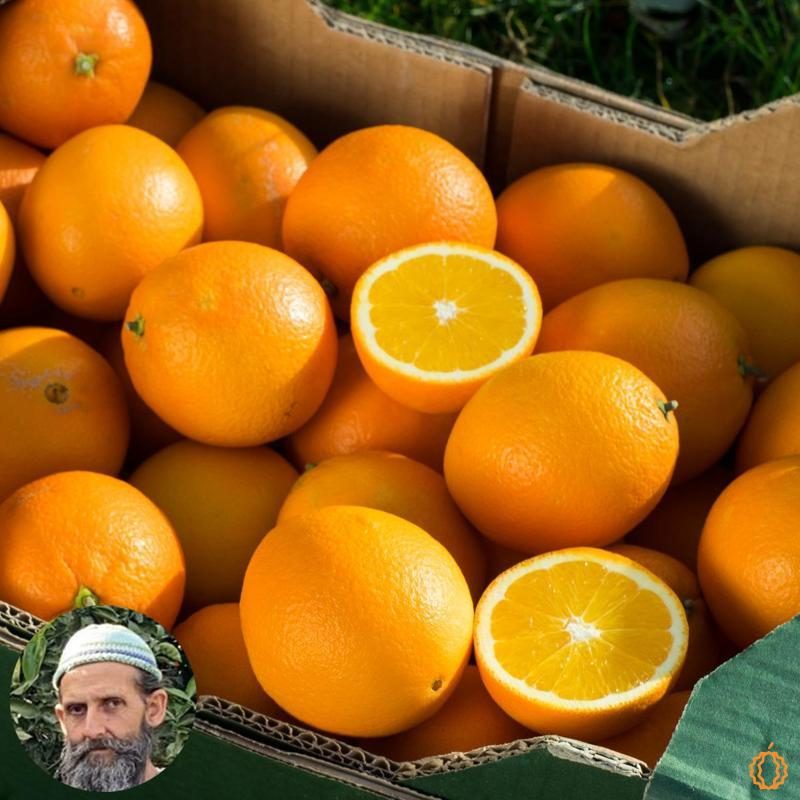 Orangen direkt von Rufino 10kg