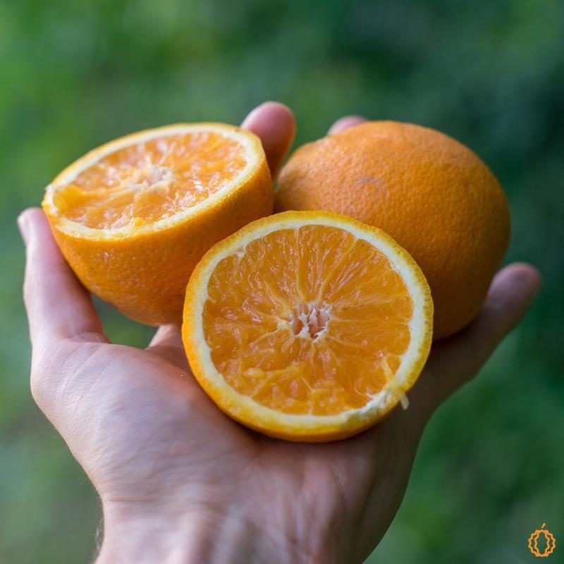 Orange Sweet organic