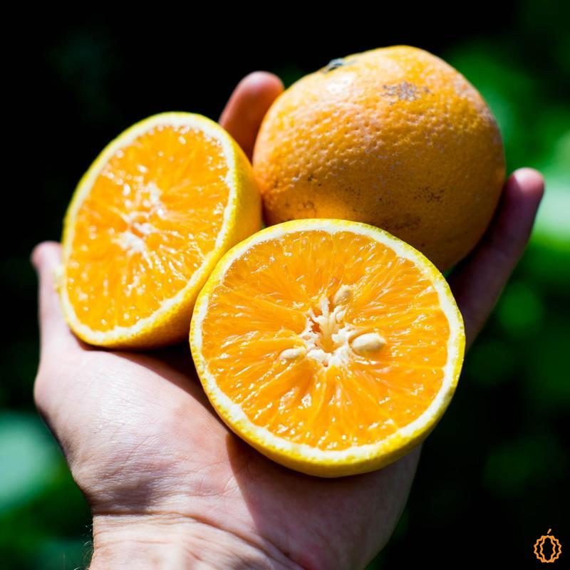 Orange Valencialate organic