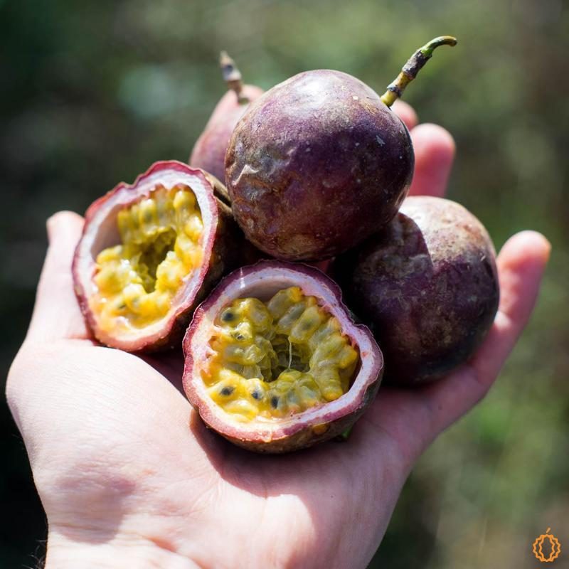 Passionfruit Purple organic