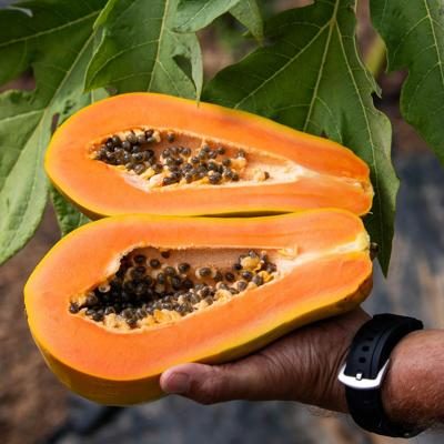 Papaya Sensation bio