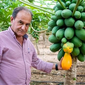 Papaya Sensation direkt von Emilio bio 5kg