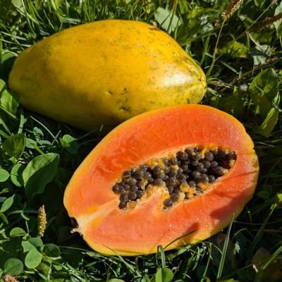 Papaya Solo