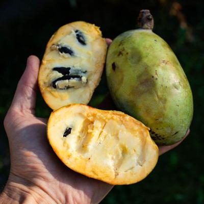 Asiminier (Pawpaw) bio