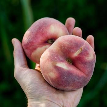 Peach Flat organic