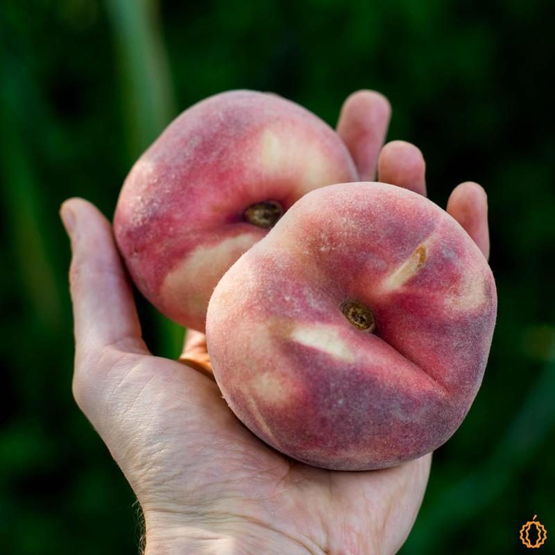 Peach Flat organic