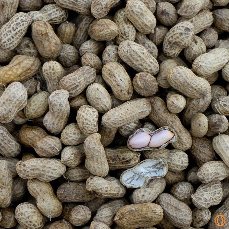 Peanut fresh