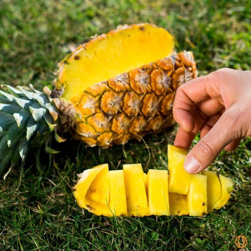 Pineapple Extra Sweet | Buy At Jurassic Fruit