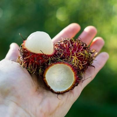 Rambutan