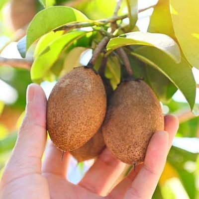 Sapodilla Malay