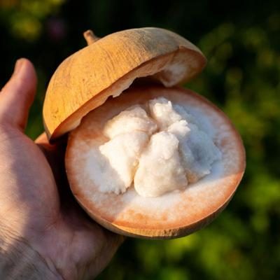 Santol