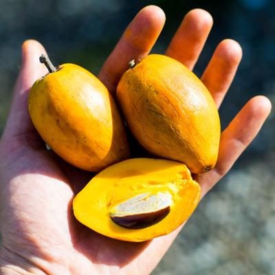 Sapote Amarillo