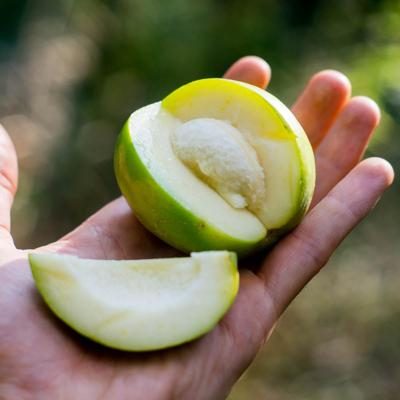Sapote Blanco