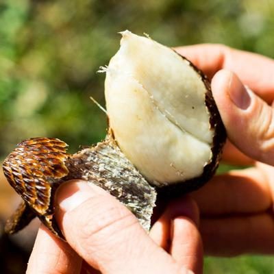 Salak Honey