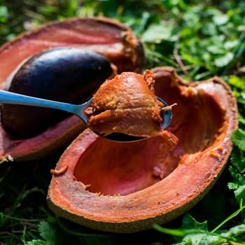 Sapote Mamey Jurassic Fruit