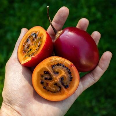 Tamarillo