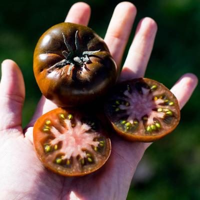 Tomate Raf Primora