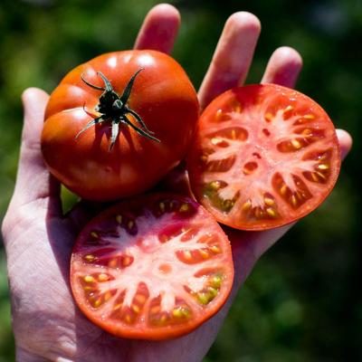 Tomato Ancient