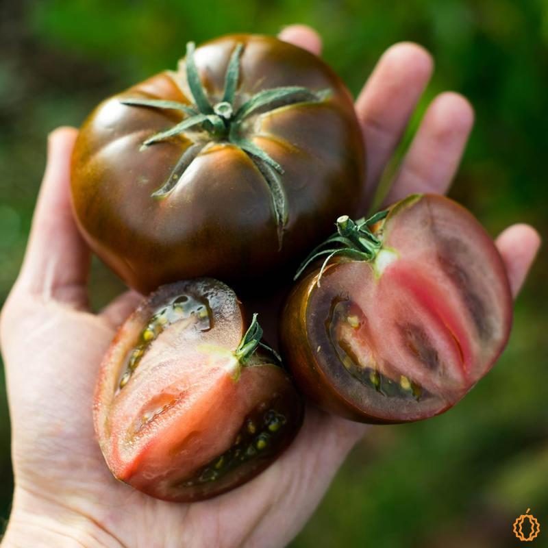 Tomato Raf black