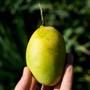 Mango Emerald wild dried