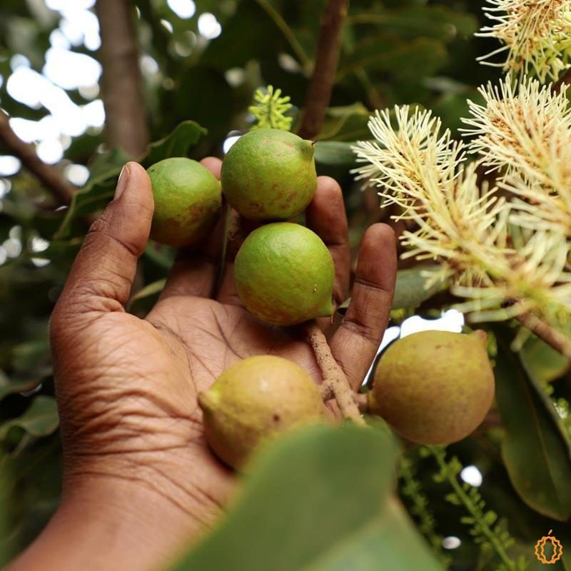 Noix de macadamia Kenya qualité S2 Bio