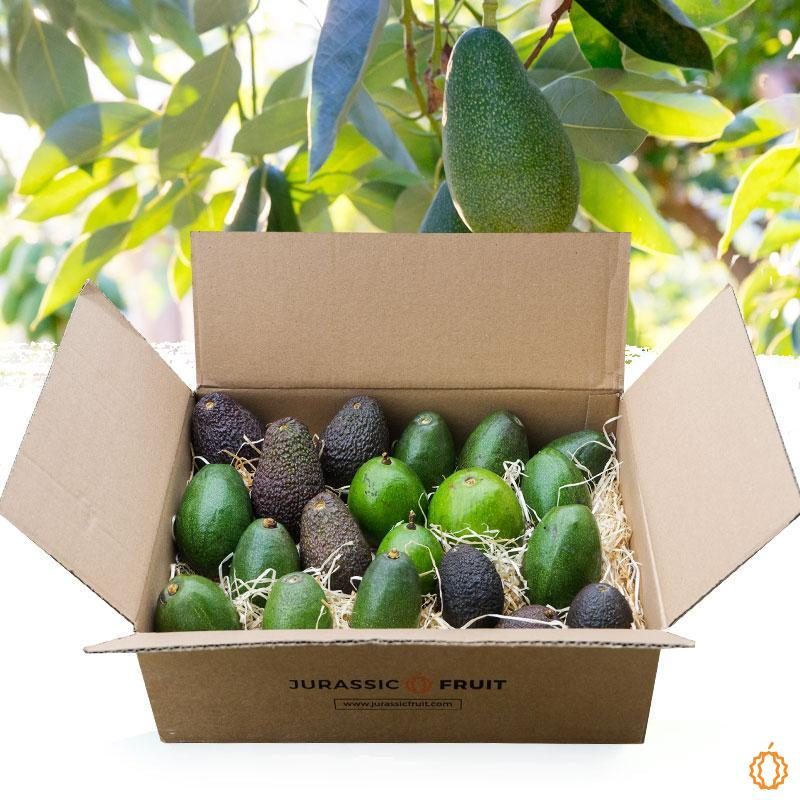 Avocados Box