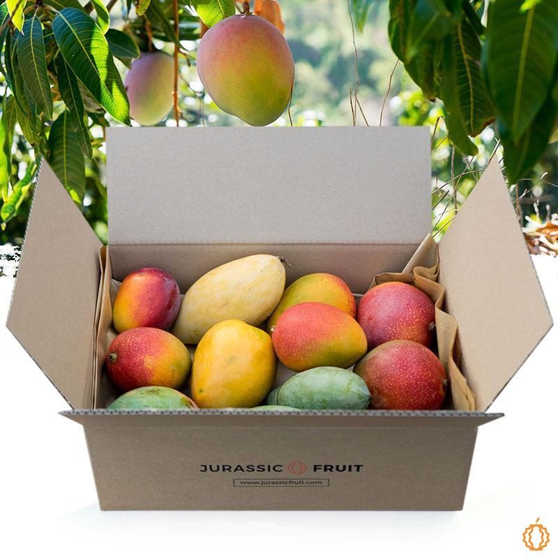 Mango Box Tropical