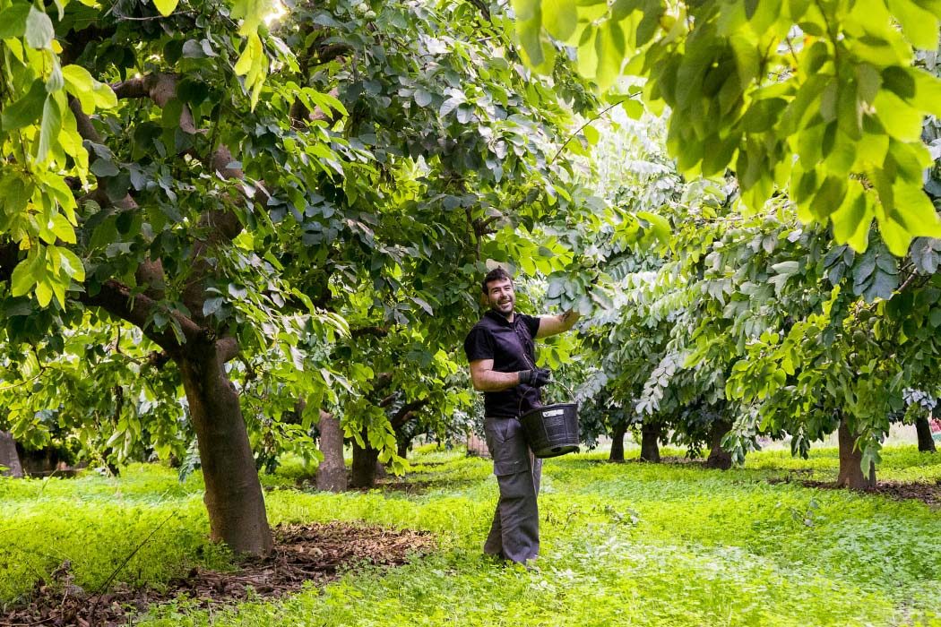 Biobauer von Früchten in Spanien